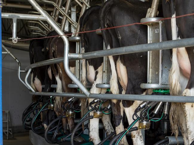 FARM: Bethune Lane dairyPaul & Sally Bethune run Bethune Lane Dairy, a large dairy that is now value adding its milk into a range of products including cheeses, milk and yoghurt.Pictured: Generic dairy cows on farm at Lake Boga.PHOTOGRAPHER: ZOE PHILLIPS