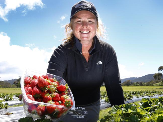 Sophie Nicholls from Littlewood Farm is near Richmond having its first open day of the strawberry season,picture;KIM EISZELE