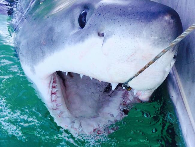 a 2.32m male white at Lennox Head Beach on caught in August.