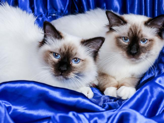 Brothers L to R Chautauqua and Leo who are Birman Seal Points nine months old. Claws will be out as cats and kittens compete for prestigious blue ribbons in the Royal Melbourne Show Cat Championship