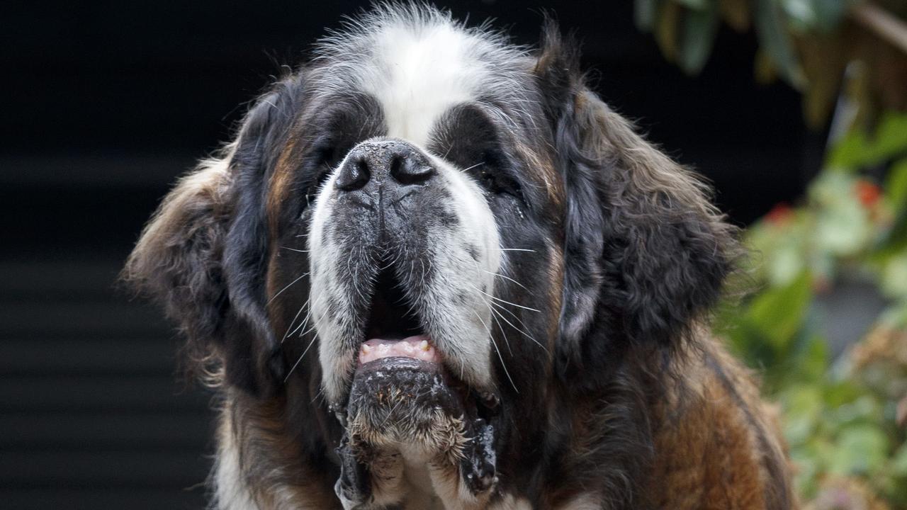 Adelaide Covid family s pregnant dog in isolation The Advertiser