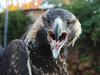 Raptor whisperer’s quest to bring injured wedgies back from brink