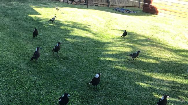 The flock of magpies that previously lived in the Southport area has shrunk rapidly according to locals.