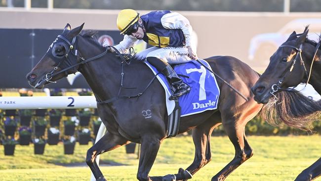 Frankly Elegant is ready to break back into the winners circle. Picture: Bradley Photos