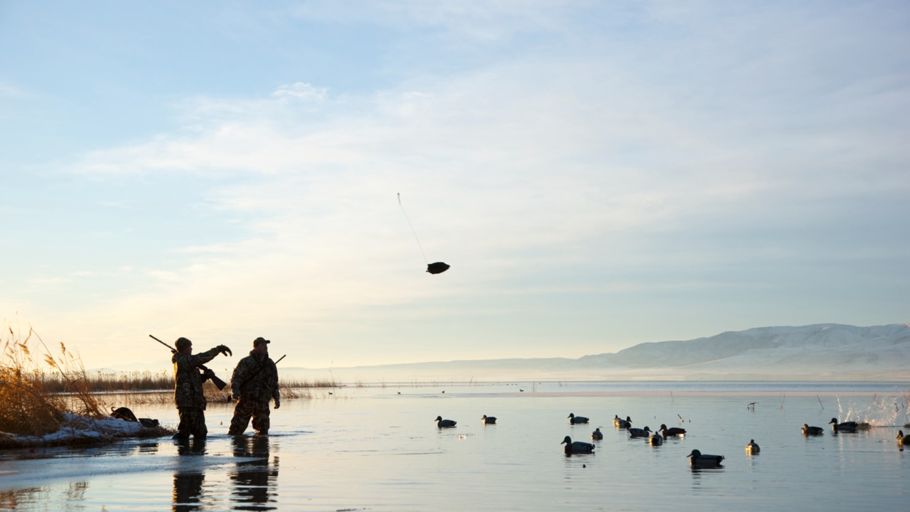 Victoria duck hunting ban to trigger mass walkout