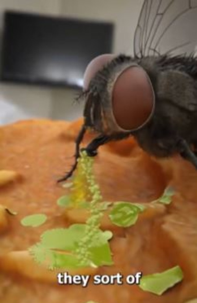 What flies actually do when they land on your food revealed