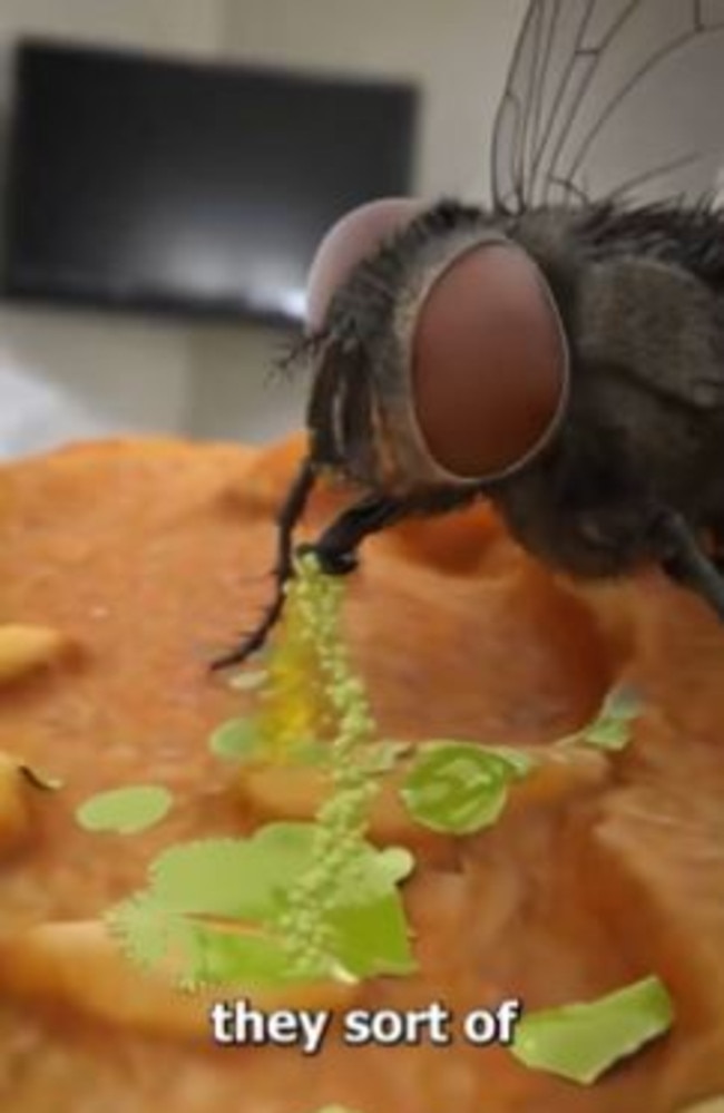 Flies vomit on your food to break it down so they can eat it. Picture: Twitter/Zack D. Films