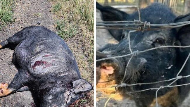 Bundy, the pet pig allegedly shot by police officers. Picture: Contributed