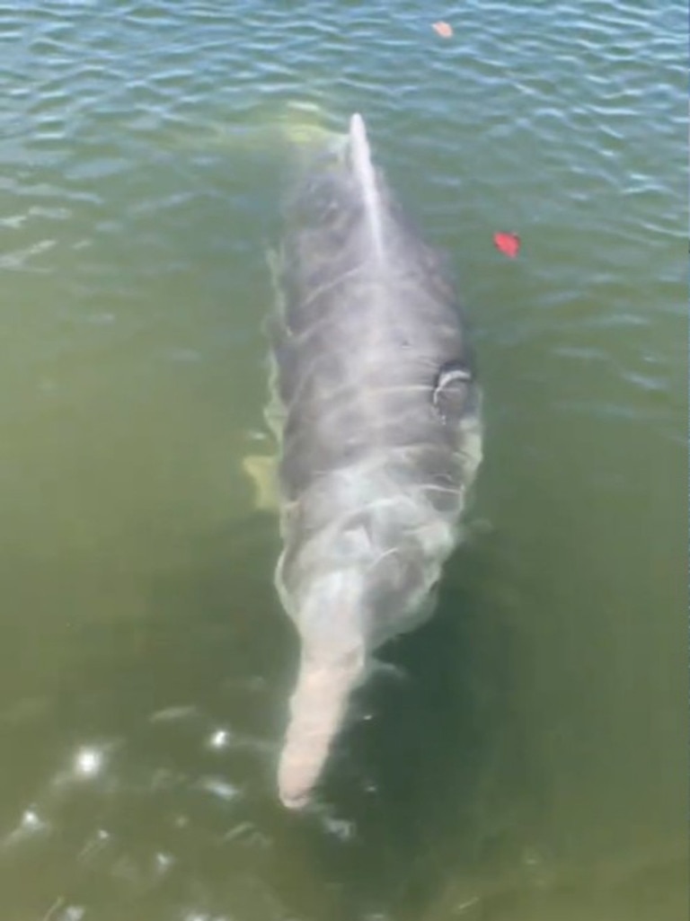 It dropped it before reaching the shore but continued swimming up to the people. Picture: Dearne Acland/Storyful