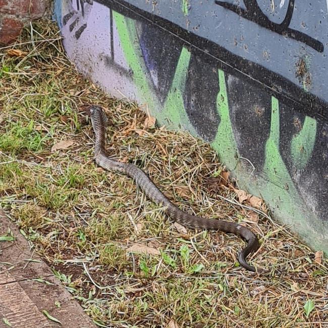 A woman taking her dog out on a walk has spotted a large snake slithering past. Source: Facebook