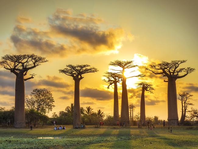 Beautiful Baobab trees at sunset at the avenue of the baobabs in Madagascar