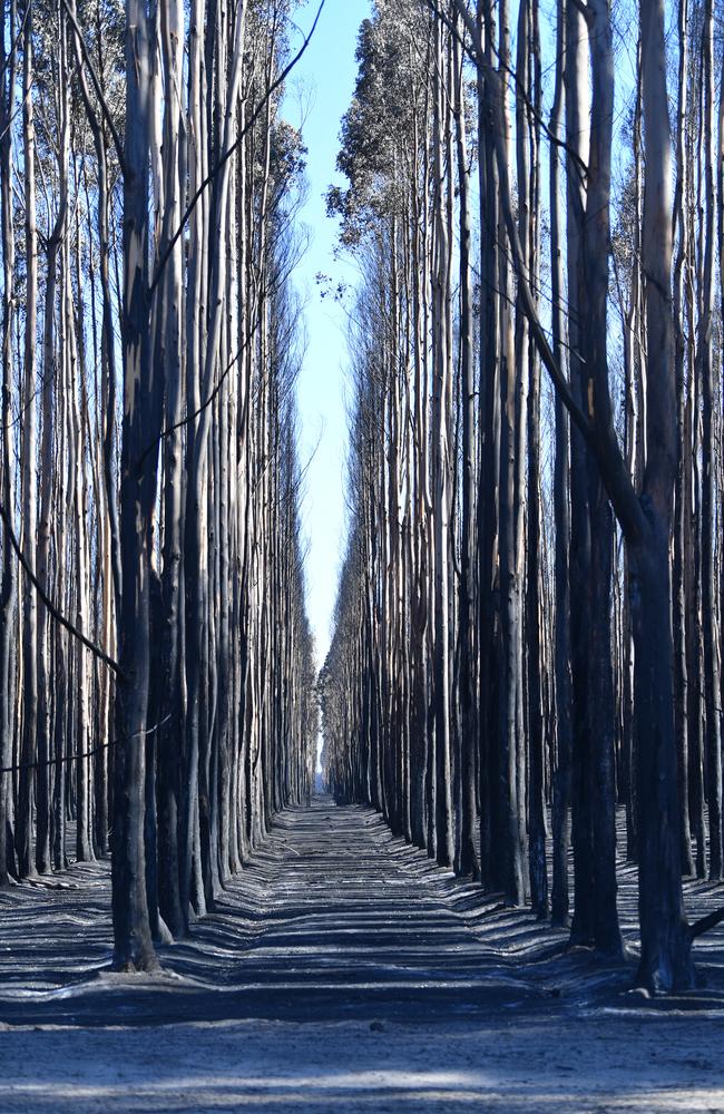 Fire damage in a timber plantation on Kangaroo Island. Picture: AAP / David Mariuz