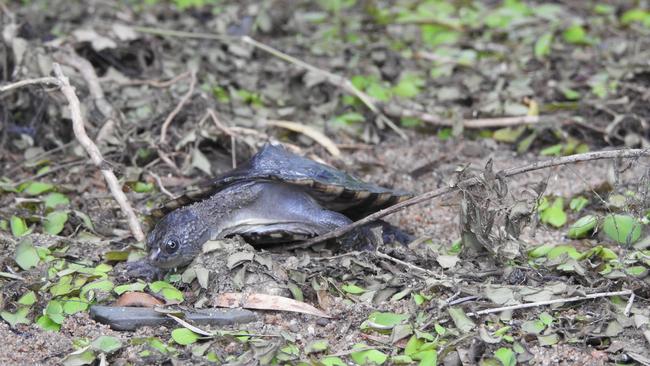 An eagle-eyed wildlife officer rescued a critically endangered white-throated snapping turtle after spotting an advertisement on social media in the Wide Bay region.