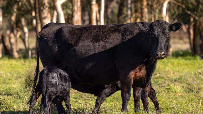 The Wagner family’s Jemalong property has been used for an approximately even split between cropping and grazing pursuits.