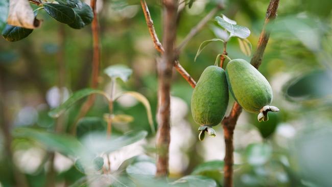 Feijoas are everywhereI had only seen a Feijoa once before, at a farmers market in Sydney. Then I arrived in New Zealand and found I could hardly leave the hotel without tripping over one of the perfumed guava-like fruits. Across the North Island, it seemed like virtually every house had one of the little trees, and they were all sagging with fruit, ripe for the picking. After my first one, I could see why they were so popular. But after a dozen or so, I’m not sure whether they’ll catch on back home.