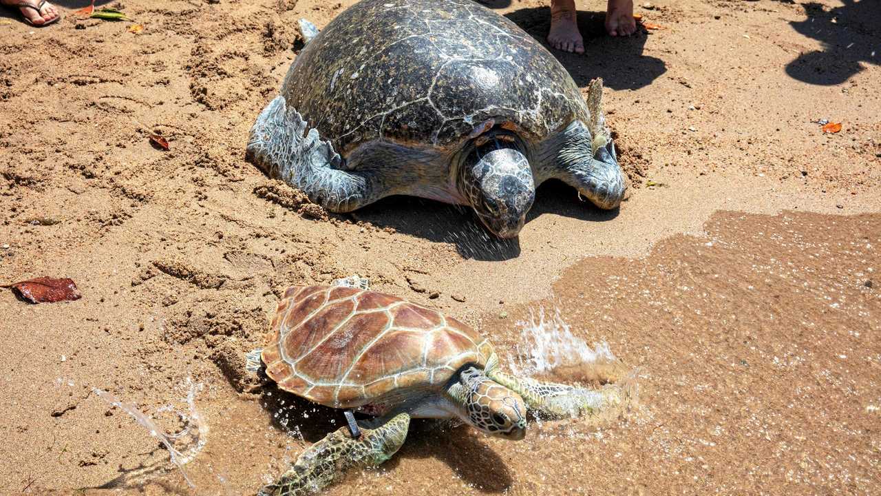 HOME: Sea turtles Ben and Samson were released at Cannonvale Beach on Saturday. Picture: Whitsundays Photography