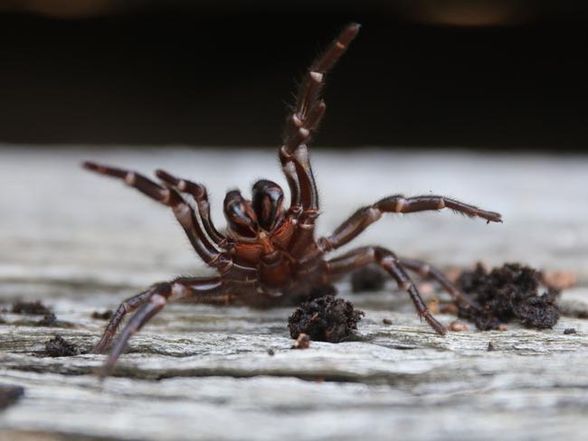 The Australian Reptile Park is issuing a warning to the public as recent wet weather conditions followed by hot days this Spring will create perfect conditions for funnel-web spiders to thrive. This means male funnel-webs will be leaving their burrows in search of a mate, sometimes ending up in houses or residential gardens.