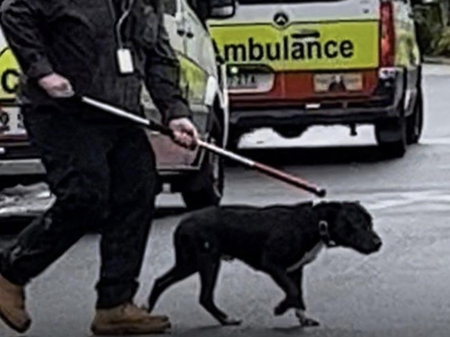 A dog believed to be the one responsible for the attack. Picture: 9 News Queensland