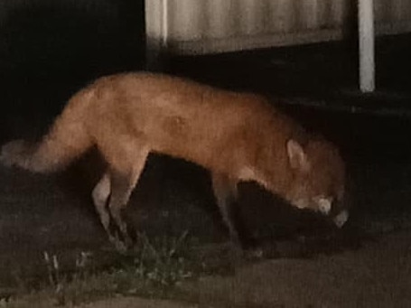 Brenda Batson returned to her North Haven home on Saturday, July11 at 7.30pm to find this fox in her front yard. Picture: Brenda Batson