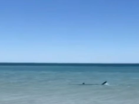 A number of locals shared warnings to social media in the hours before a surfer was feared mauled to death near Streaky Bay. Watch the video. 