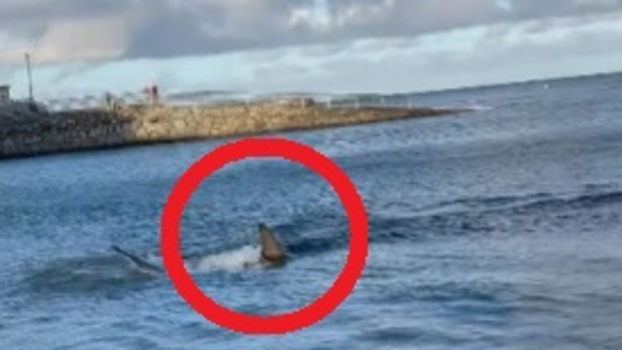 Tourists scream after shark’s terrifying act