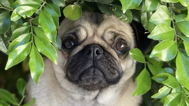 Rosie the pug, sent in by Michelle Webster, Clapham.
