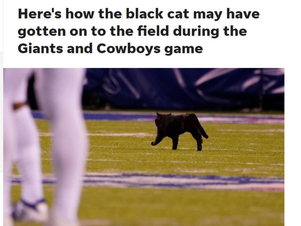 Black cat at Giants-Cowboys is far from only MetLife Stadium feline