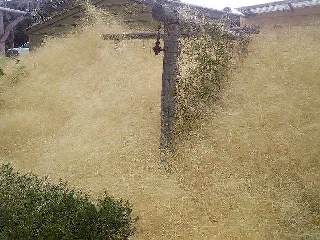 Fairy grass against farmer Geoff Gellert’s home and fence. Picture: Timothy Cox