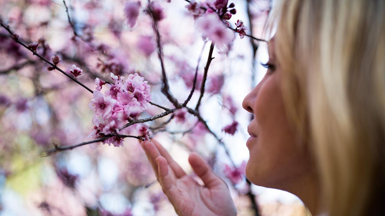 There were thousands of blooms to adore. Picture: Christian Gilles