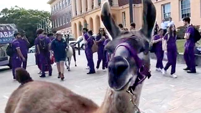 UQ Student Union Llamas and Ice Cream event.