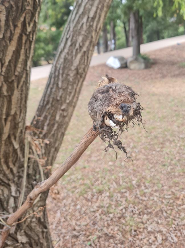 The walker was horrified by the grim discovery. Photo: The Mercury