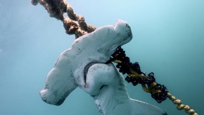 Images of Endangered shark species Scalloped Hammerhead, culled drum line, by QLD Government in the Great Barrier Reef - Photo Supplied Humane Society International