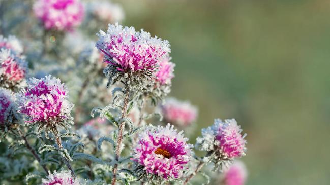 Autumn blooming purple chrysanthemum flowers covered with snow