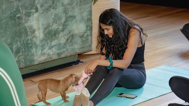 All proceeds from the Puppy Yoga sessions at Greenwood Hotel go to the RSPCA. Picture: Greenwood Hotel/Supplied