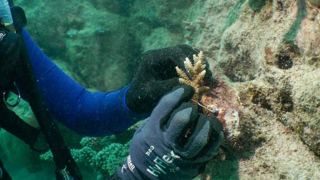 Coral being attached to a bald spot on the reef using the Coralclip. Picture: Wavelength Reef Cruises.