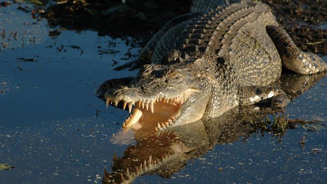 Australian saltwater crocodiles are considered among the most dangerous predators in the world. Picture: File photo