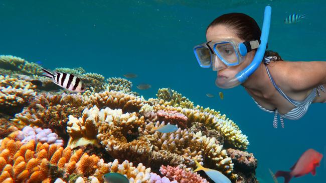 Snorkeling dive in the Great Barrier Reef in the tropical north of Queensland, Australia. Picture: iStock