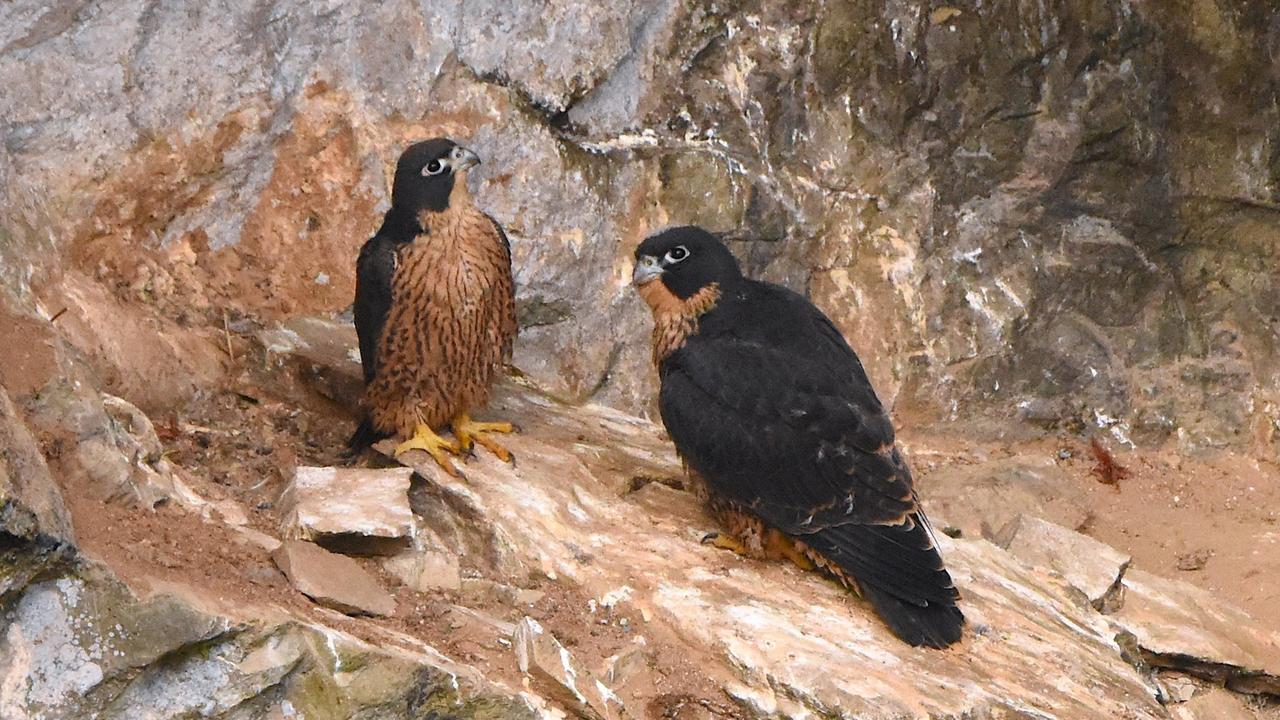 Peregrine Falcons At Hypipamee Crater Fledglings Fight For Survival The Courier Mail