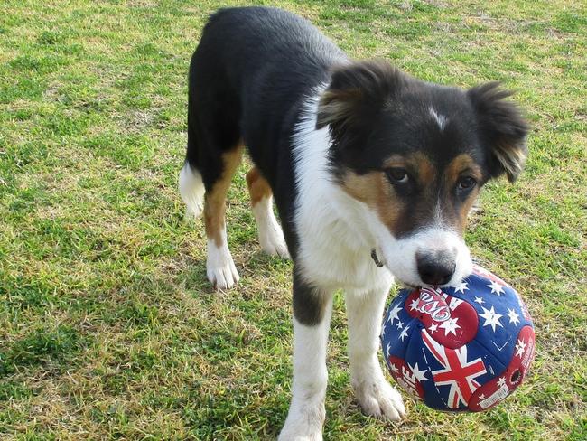 Day of Dogs 2018: Kelpie-Border Collie cross, Paddy.