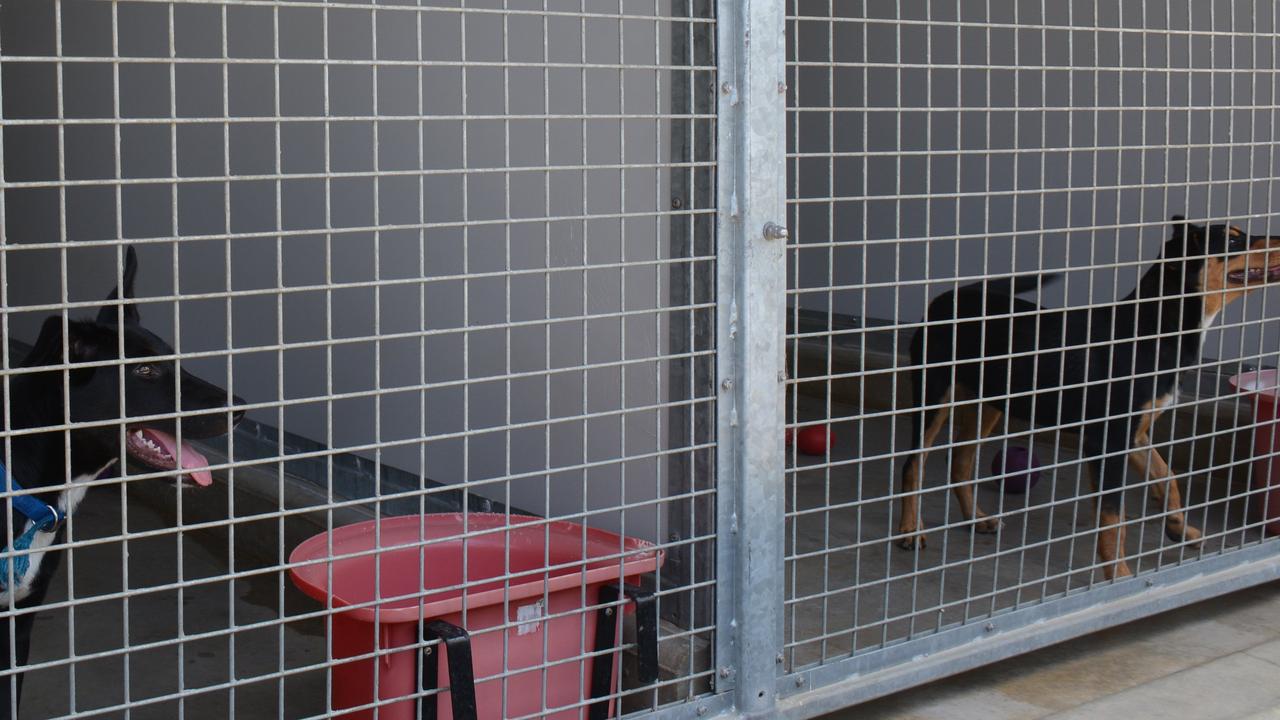 Manager Simon Ginn said the council would not be euthanising animals, except in exceptional circumstances, and would do its best to ensure all animalswere well cared for.