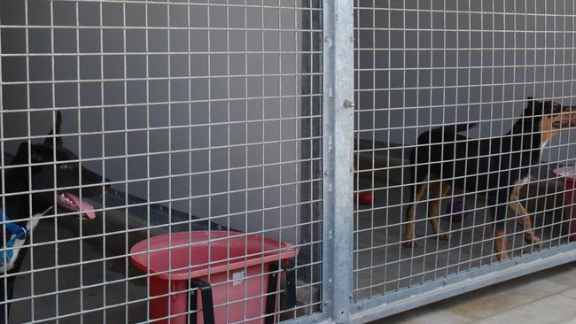 Manager Simon Ginn said the council would not be euthanising animals, except in exceptional circumstances, and would do its best to ensure all animalswere well cared for.