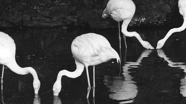 Adelaide Zoo Flamingos, 'Greater' the flamingo among them, late evening, March 4, 1953. Photo: The Advertiser