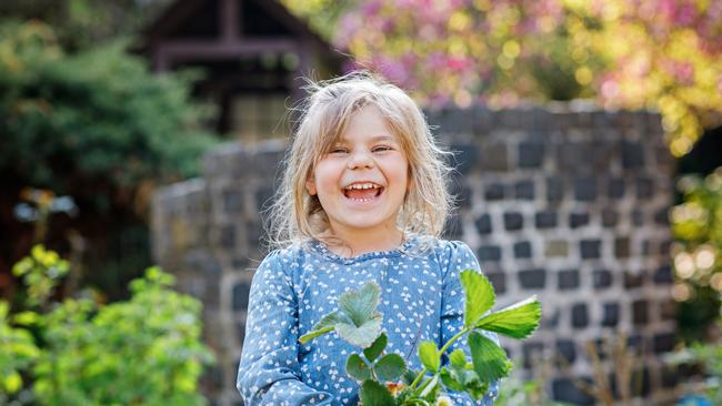 Happy preschool girl planting strawberry seedlings plants in spring. Little helper in garden. Child learn gardening and helping. Domestic regional berry, food.