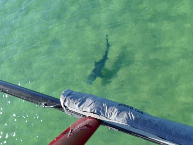 Swimmers have been evacuated following a Tiger Shark sighting at Birubi Beach on the NSW north coast. Picture: NSW Shark Smart