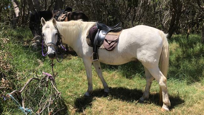 Lake Ainsworth, Lennox Head. Horse ride. Picture: Amanda Robbemond