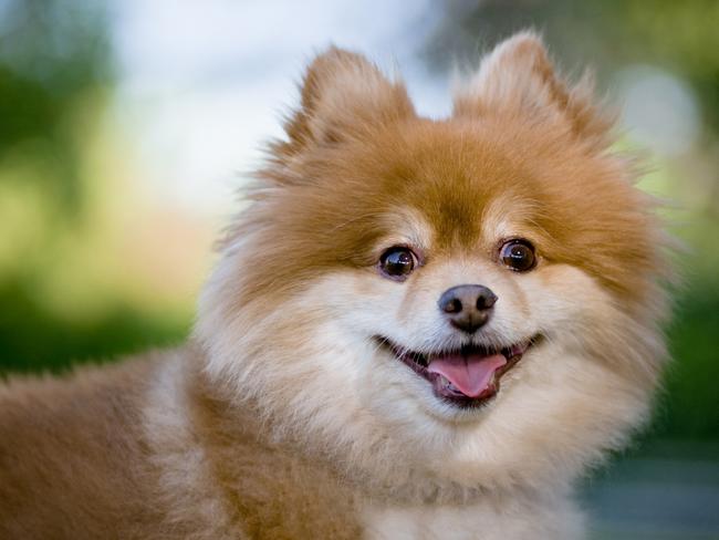 A family’s Pomeranian dog was found dead following an alleged break and enter into their home.