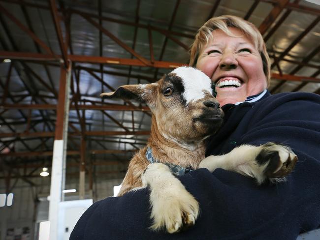 Jan Roberts, of Ellendale, with her six-week-old miniature goat called Persephone. Picture: SAM ROSEWARNE.