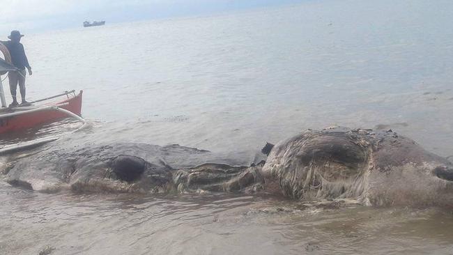 Mystery sea creature washes up on beach in the Philippines | news.com ...