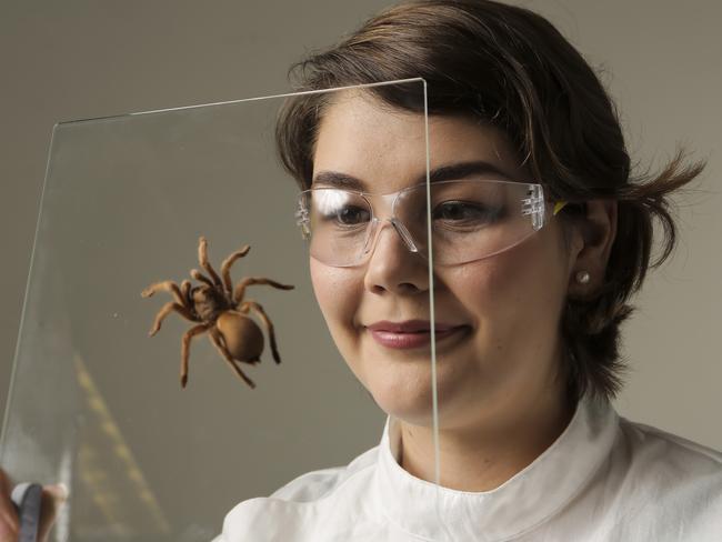 University of Queensland phd student Samantha Nixon with a Tarantula spider - Samantha has been studying uses of spider venom to protect livestock against disease. Pic Mark Cranitch.