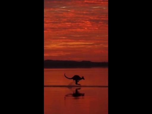 Herd of kangaroos bound across the water during amazing sunrise